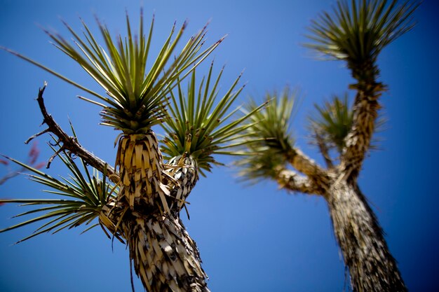 Photo view of a cactus in the desert in arizona