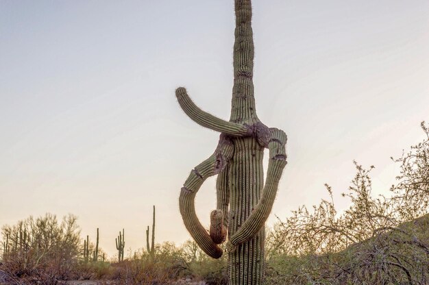 Foto la vista di un cactus