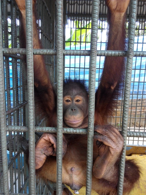 Photo view of cage in zoo