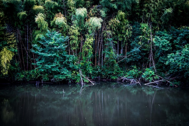 Foto vista del lago calmo contro gli alberi