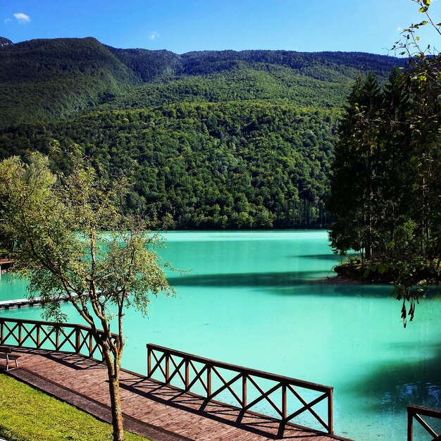 Photo view of calm sea against lush foliage