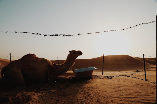 Photo view of a camel on the ground