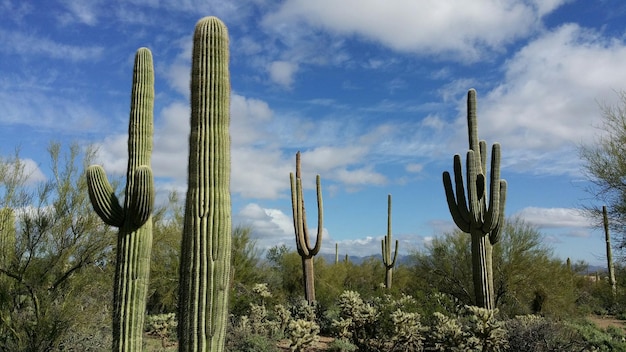 Photo view of cardon cactus in forest