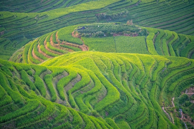 View of the cascading Longji Rice Terraces