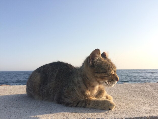 View of a cat on beach