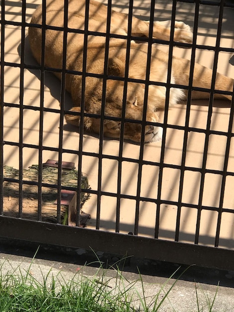 Photo view of cat in cage at zoo