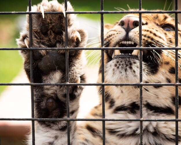 View of cat in cage