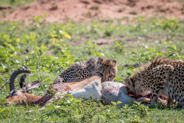 Foto vista di un gatto che mangia l'erba