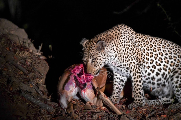 Photo view of cat eating