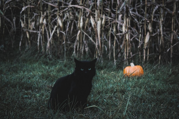 Photo view of a cat on field