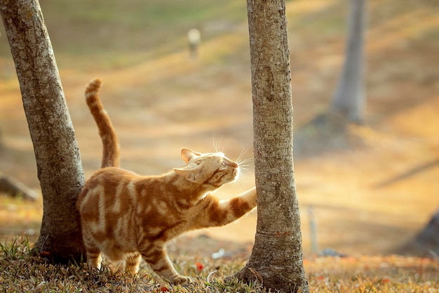 Foto vista del gatto sul campo