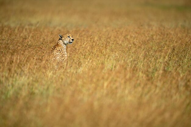 Photo view of a cat on field