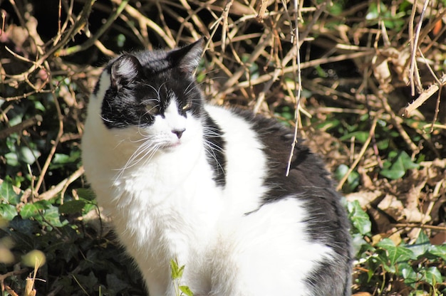 Photo view of a cat on field