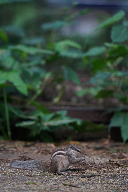 Photo view of a cat on field