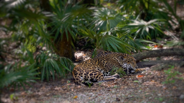 Photo view of cat on field