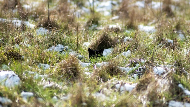 View of a cat in a field