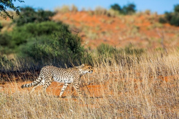 View of a cat on field