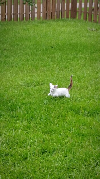 Photo view of cat on field