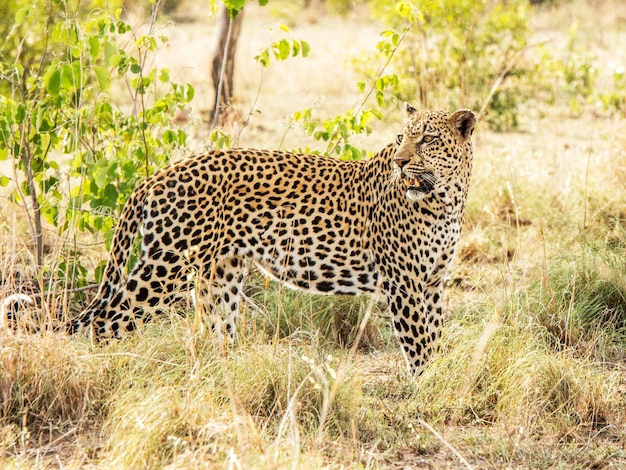 View of cat on field