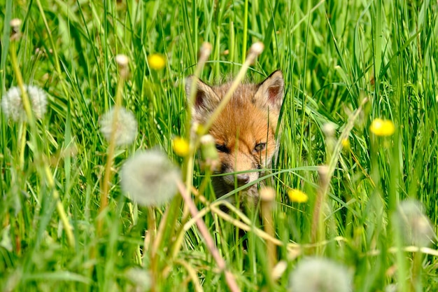 Foto vista del gatto sul campo