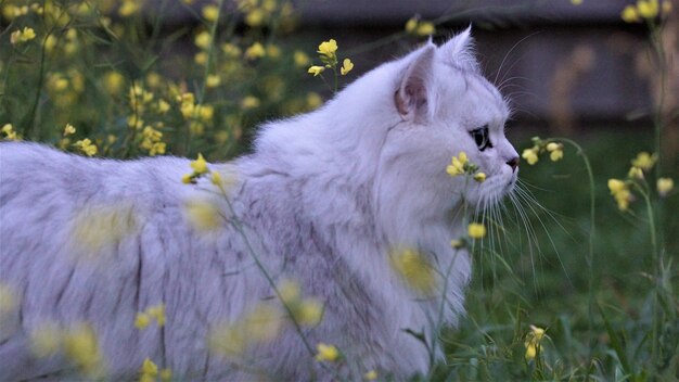 Photo view of a cat on field