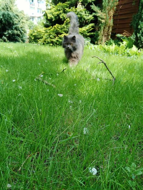 Foto vista di un gatto sul campo