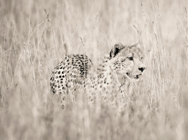 View of a cat on field