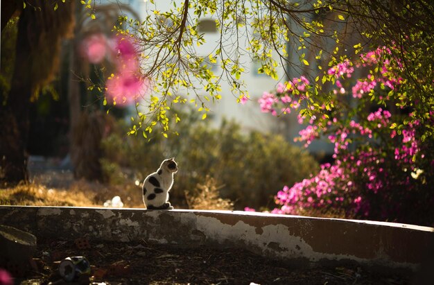 View of cat on flowering plant