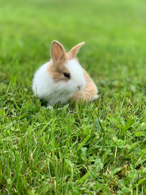 Photo view of cat on grass