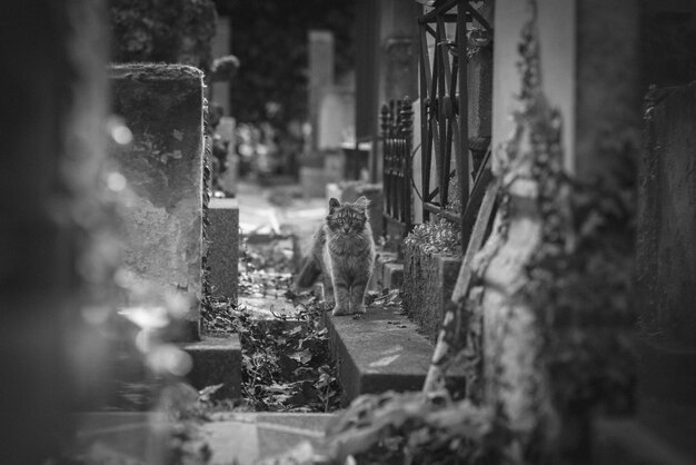 Photo view of cat in graveyard