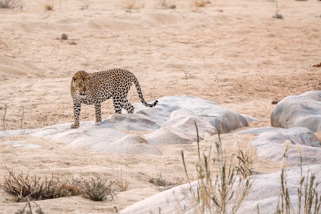 Foto vista del gatto a terra