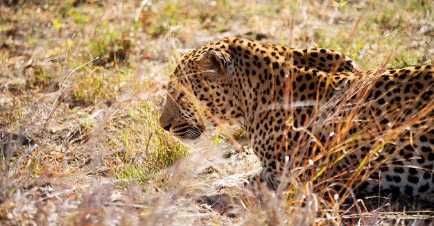 Photo view of a cat on land