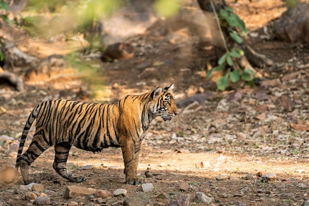 Photo view of a cat on land