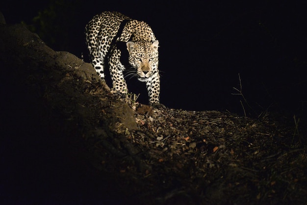 Photo view of a cat on land