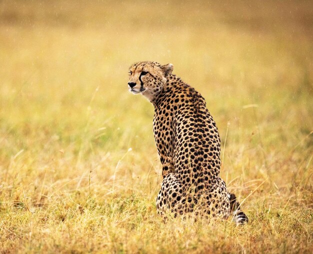 View of a cat looking away