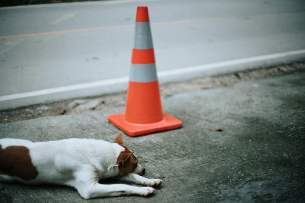 View of a cat lying on the road