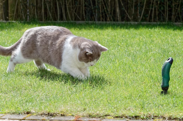 Foto vista di un gatto che gioca su un prato verde