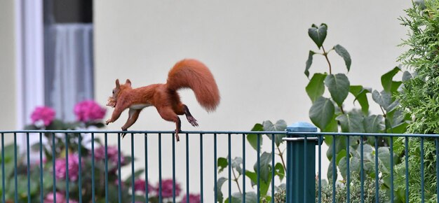 View of a cat on railing