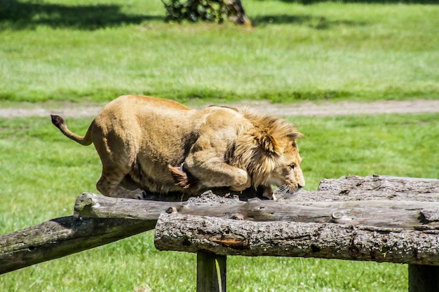 Foto vista di un gatto che si rilassa sul campo.