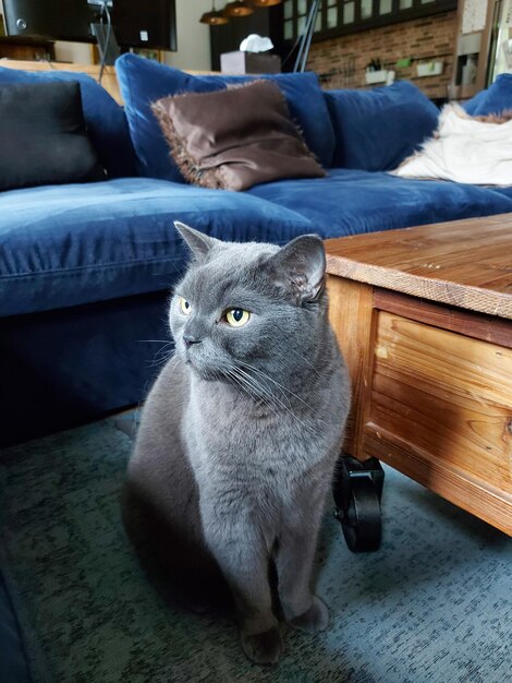 View of a cat relaxing at home