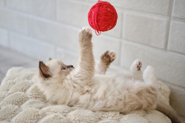 Photo view of a cat relaxing at home