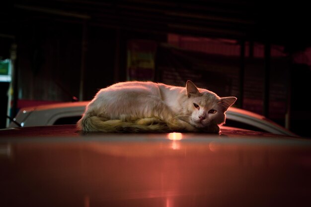 Photo view of a cat resting on table