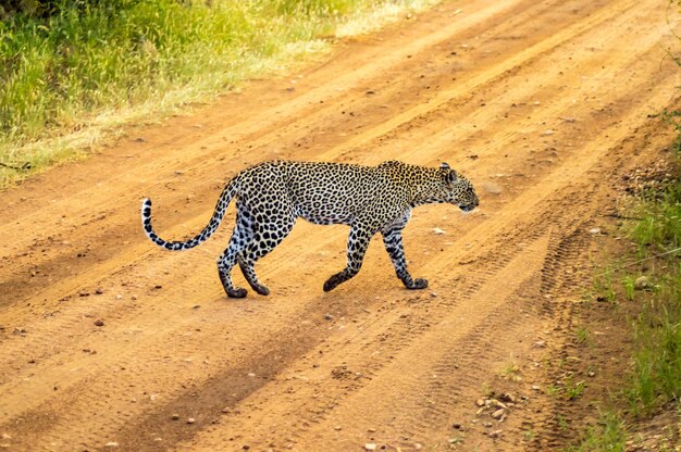 Photo view of a cat on the road