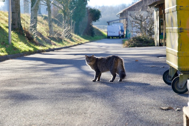 Foto la vista di un gatto sulla strada