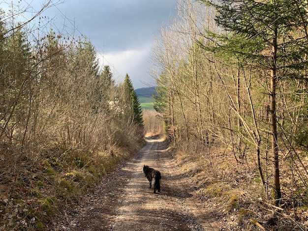 Foto la vista di un gatto sulla strada