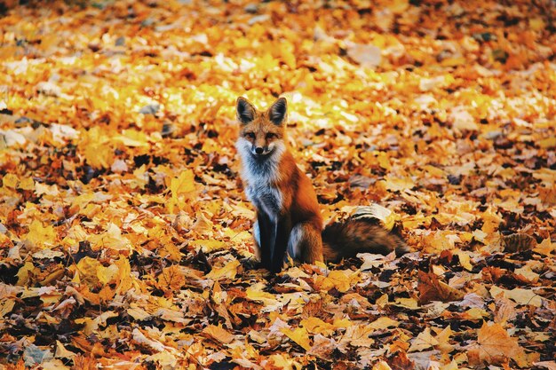 Photo view of a cat sitting on autumn leaves