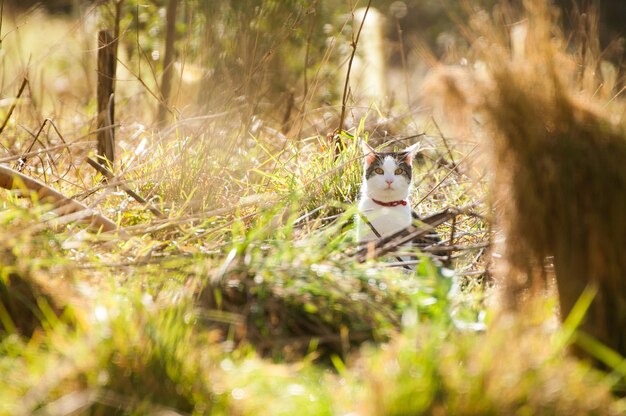 View of cat sitting on field