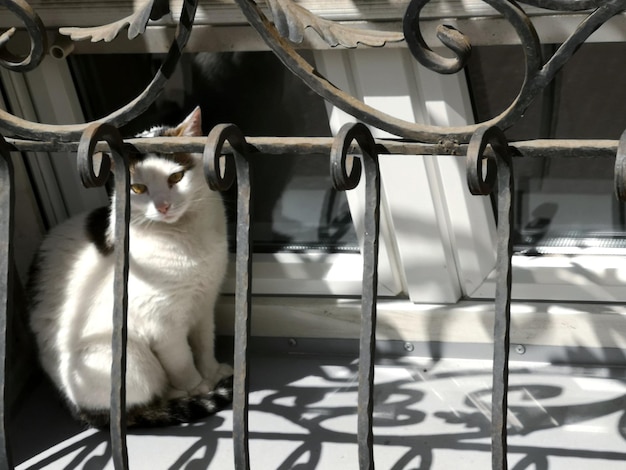 Foto vista di un gatto seduto sul pavimento