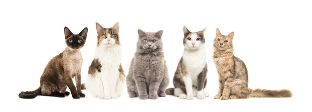 Photo view of cat sitting on floor