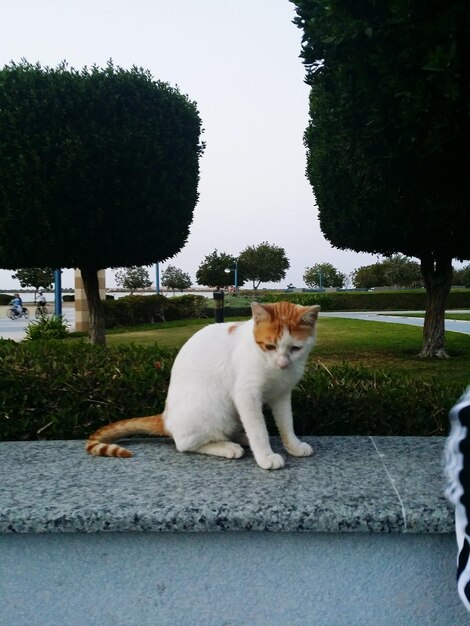 View of cat sitting on retaining wall